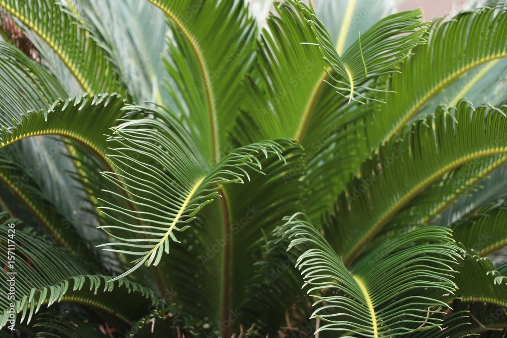Green leaves in nature Green leaves in nature
