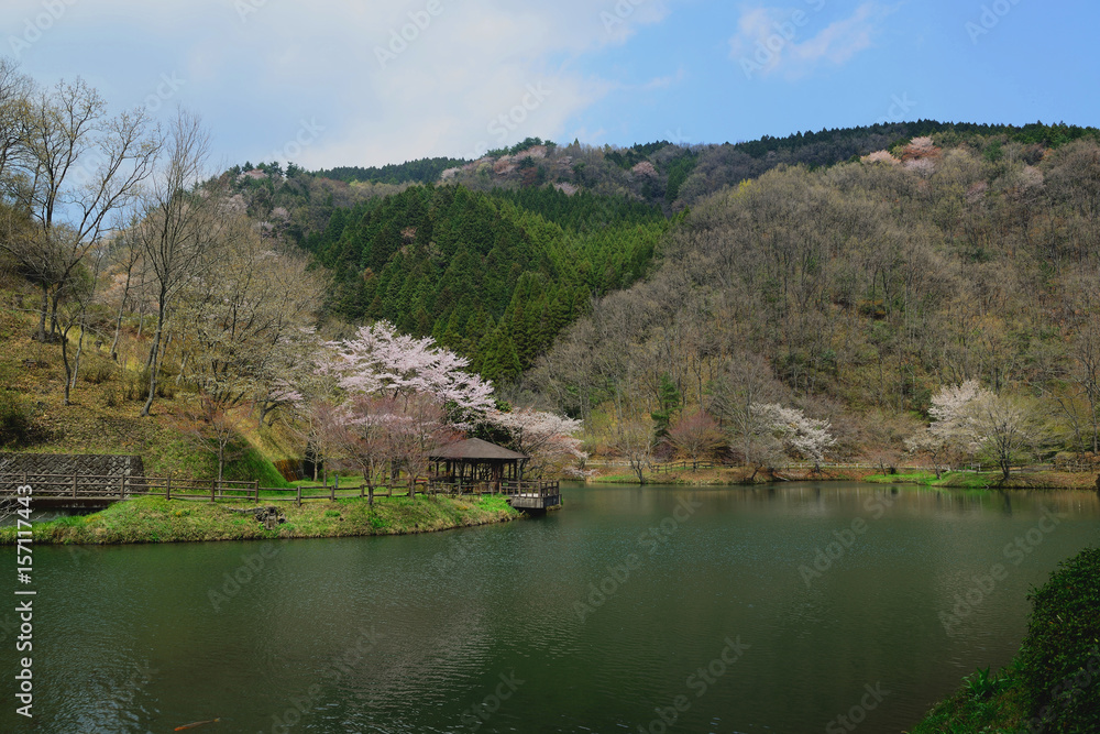Fototapeta premium 大分県民の森の桜