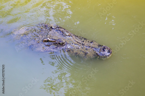Image of a crocodile head in the water. Reptile Animals.