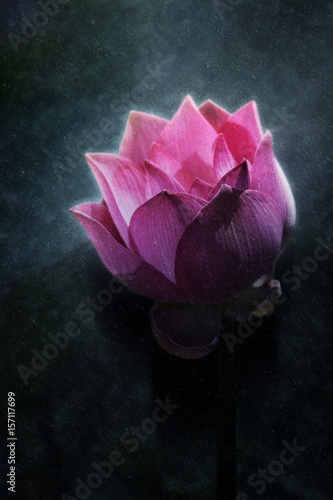 Blooming Lotus flower in the rains. © noppharat