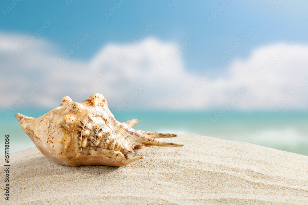 Sea shells are on a background of beautiful sea landscape. Sea shells are on a background of beautiful sea landscape.