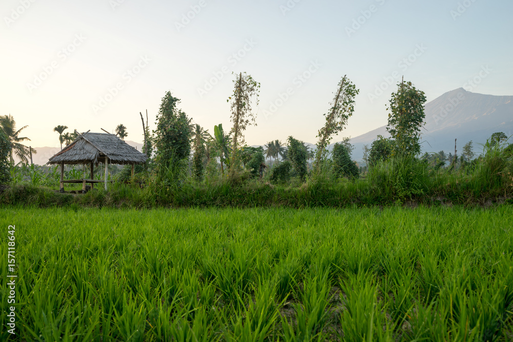 Paddy fields with Mount Rinjani as backgroud at Lombok, Indonesia.
