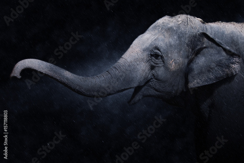 Wild elephant in the rains.