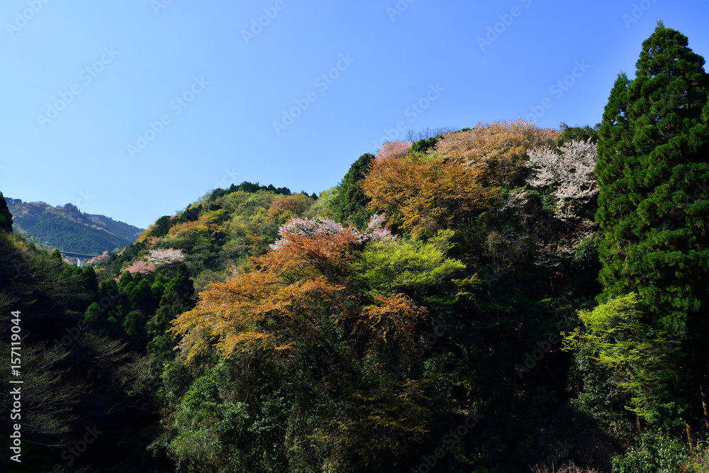 大分川ダムのヤマサクラ