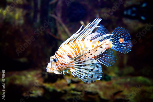 Poisonous Lionfish. Pterois volitans.