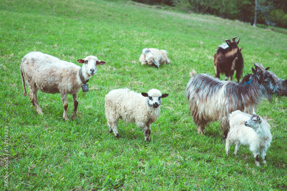 Fototapeta premium nice cute coats and sheeps grazing in the hills of the mountains