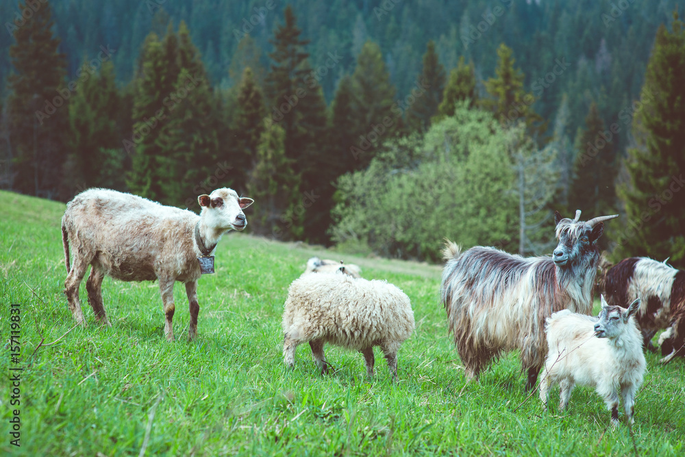 Fototapeta premium nice cute coats and sheeps grazing in the hills of the mountains