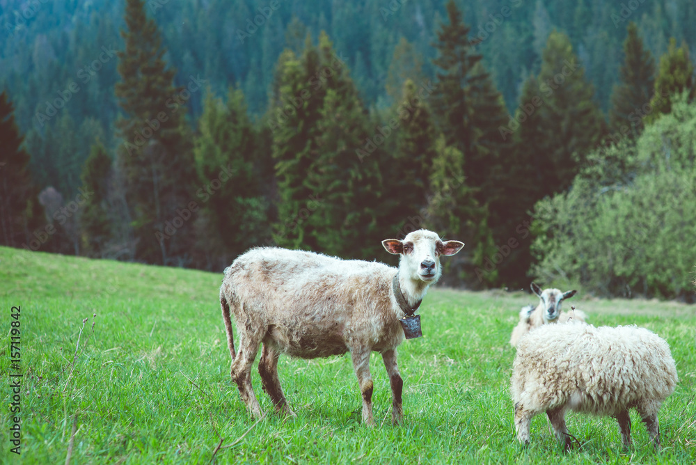 Fototapeta premium nice cute coats and sheeps grazing in the hills of the mountains