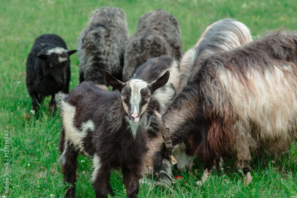 nice cute coats and sheeps grazing in the hills of the mountains nice cute coats and sheeps grazing in the hills of the mountains