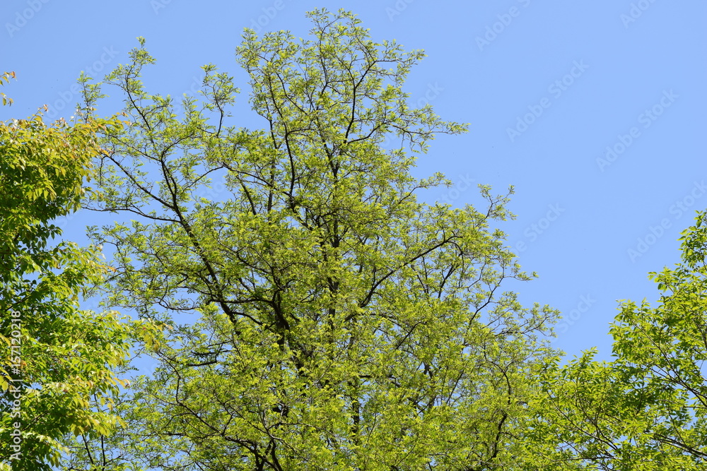 新緑の木と青空 新緑の木と青空