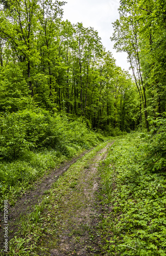 way in forest