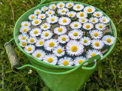 Gänseblümchen 4
