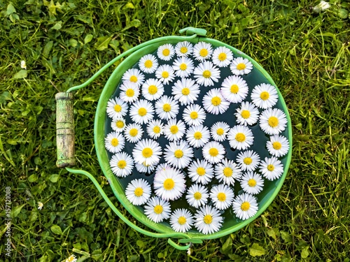 Gänseblümchen 3