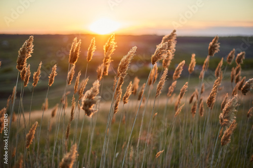 Dry plants crouch in the field in the wind during sunset. photo