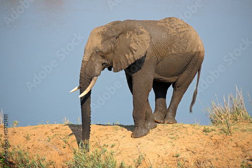 African elephant (Loxodonta africana) in natural habitat, Kruger National Park, South Africa.