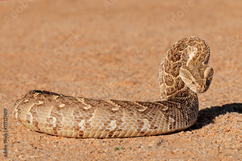 A puff adder (Bitis arietans) in defensive position, southern Africa.