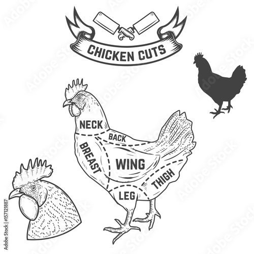 Chicken butcher diagram. Design element for poster, menu. Vector illustration