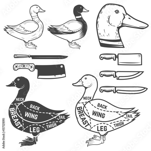 Duck butcher diagram. Design element for poster, menu. Vector illustration