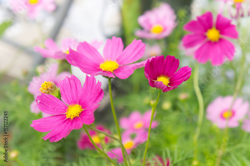 cosmos flowers   blossom flowers   flowers in the garden