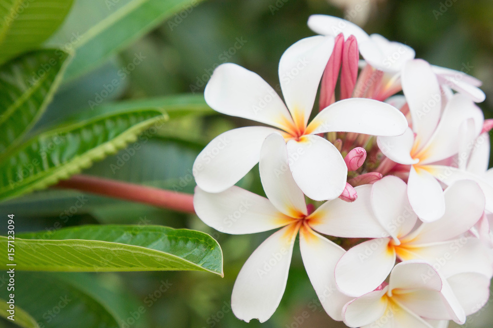 Plumeria white flowers in the garden Plumeria white flowers in the garden
