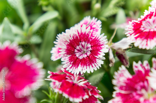 Dianthus flower   flower blossom  in the garden   beautiful colorful flowers