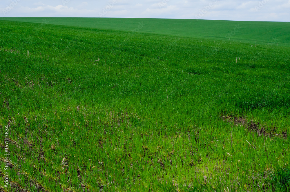 Field of young wheat on spring