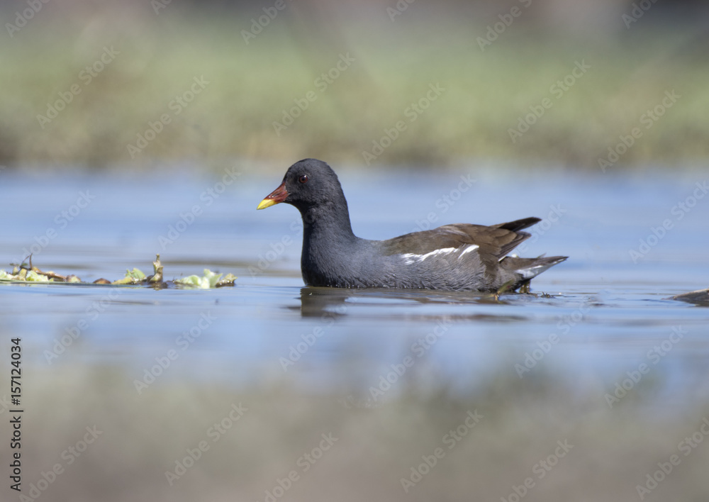 The Common Moorhen