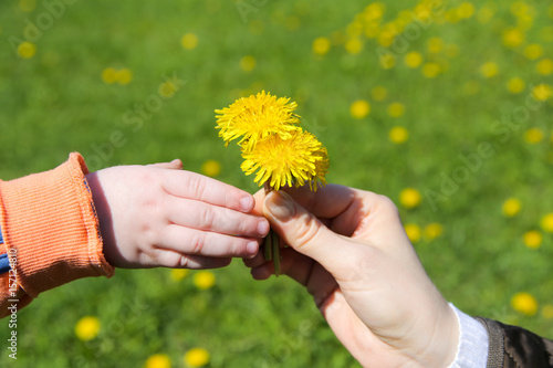 Close up of womans hand giving little  yellow  flower to child
