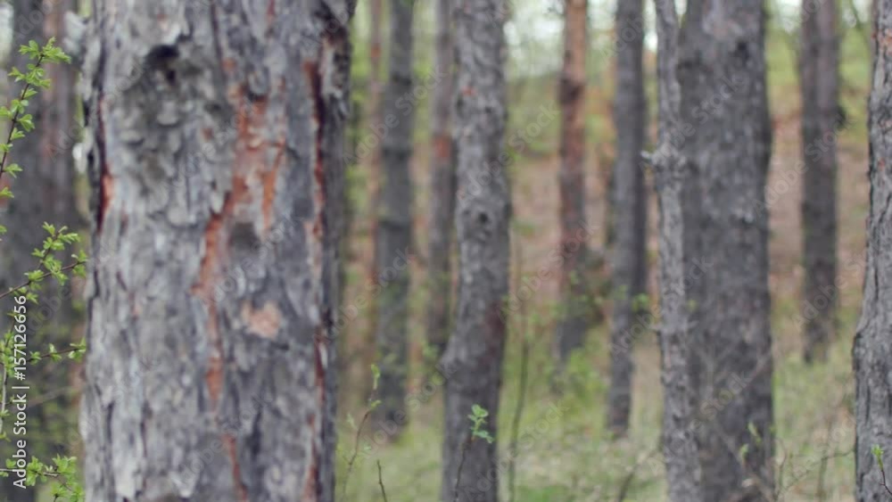 Moving Through Pine Tree Forest On Cloudy Day Moving Through Pine Tree Forest On Cloudy Day