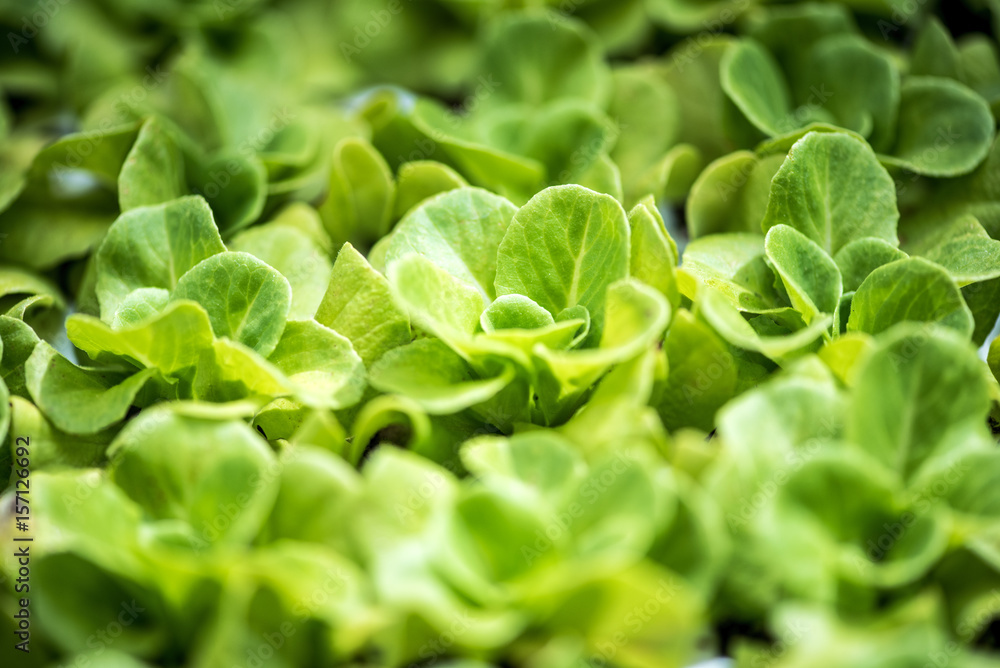 Plantation of young green spring salad shoots Plantation of young green spring salad shoots