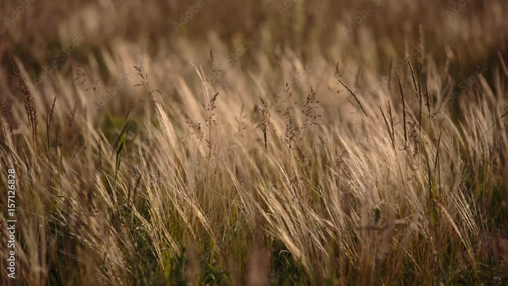 Russia, FHD video. Flowering of the herbs field in late spring in the steppes of the Don in the evening at sunset.
Russia, FHD video. Flowering of the herbs field in late spring in the steppes of the Don in the evening at sunset.