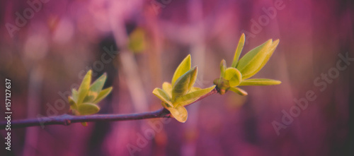 photo depicting a macro spring view of the tree brunch with fat lovely leaf bud. Spring green catkins, de focused, blurred forest on the background.