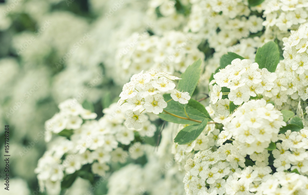 Spring beautiful white blossoming branches. Springtime background. Close up. Spring branch of a tree, with blossoming white small flowers, natural background Spring beautiful white blossoming branches. Springtime background. Close up. Spring branch of a tree, with blossoming white small flowers, natural background