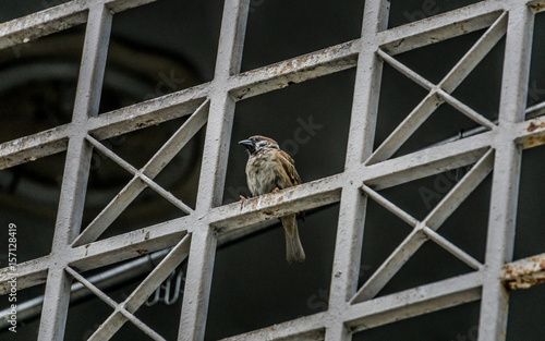 bird on the window