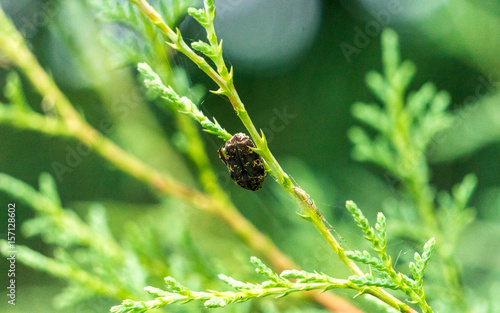 insect