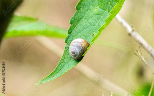 behind the green