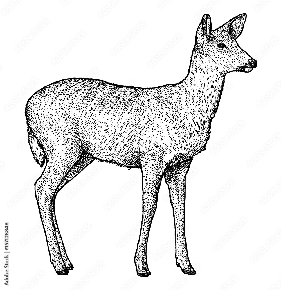 Fototapeta premium Roe deer illustration, drawing, engraving, ink, line art, vector
