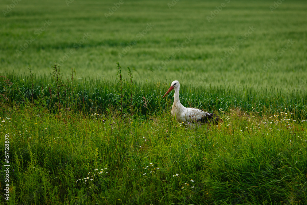 Fototapeta premium Stork standing on grass field