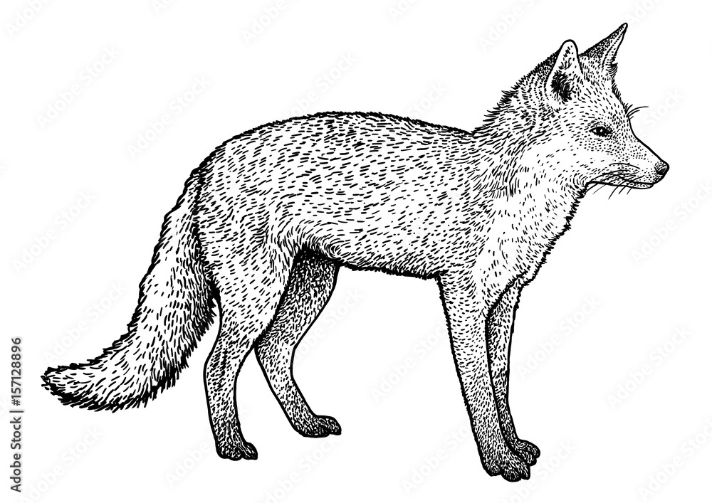 Fototapeta premium Fox illustration, drawing, engraving, ink, line art, vector