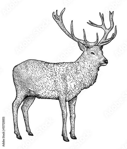 Deer illustration, drawing, engraving, ink, line art, vector