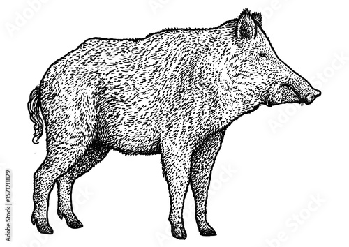 Boar illustration, drawing, engraving, ink, line art, vector