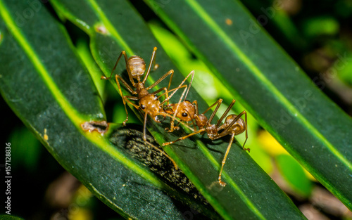 two ant