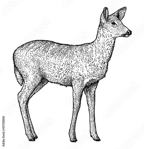 Fotografia Roe deer illustration, drawing, engraving, ink, line art, vector