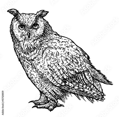 Owl illustration, drawing, engraving, ink, line art, vector
