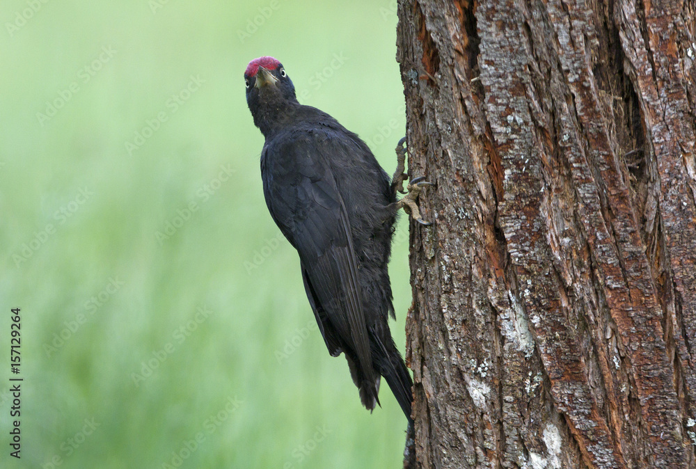Male of Black woodpecker. Dryocopus martius Male of Black woodpecker. Dryocopus martius