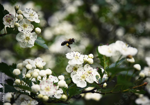 Bee over flowers