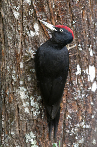 Male of Black woodpecker. Dryocopus martius