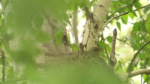 Female Thrush Sitting in a Nest With Chicks. photo