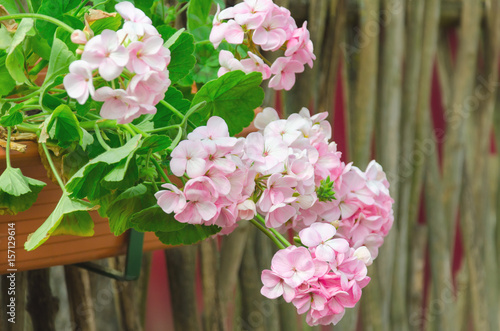 Fototapeta Naklejka Na Ścianę i Meble -  Pink garden geranium flowers in pot , close up shot / geranium flowers. pelargonium