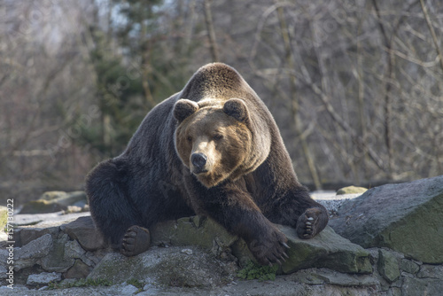 bear on the rock in zoo park © vitalart